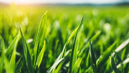 green grass texture green grass background green grass backdrop green background grass background green field plain field green texture grass texture