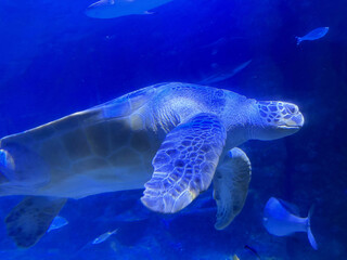 Fototapeta premium green sea turtle