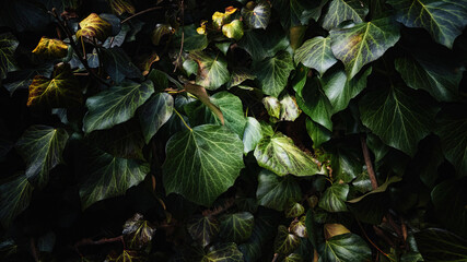 Green leaves of common ivy in detail, close-up