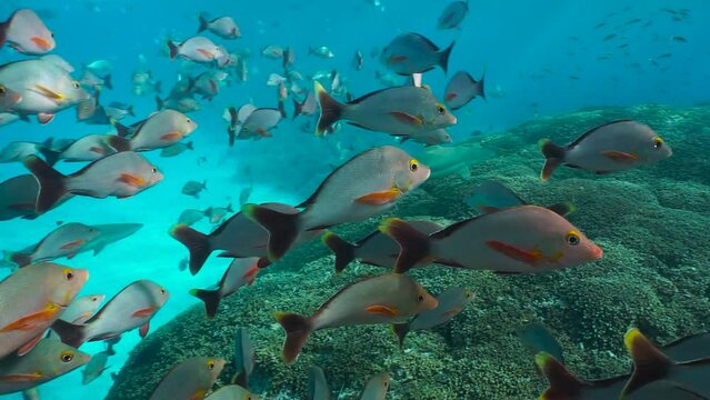 A shoal of fish humpback red snapper with blacktip reef shark on a coral reef in the Pacific ocean, natural scene, French Polynesia, Rangiroa, tuamotu
