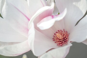 pink closeup of a magnolia flower