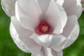 Blossom of a magnolia flower