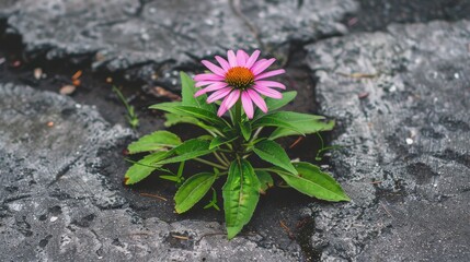 a pink flower sitting in the middle of a crack in the ground with a green plant growing out of it.