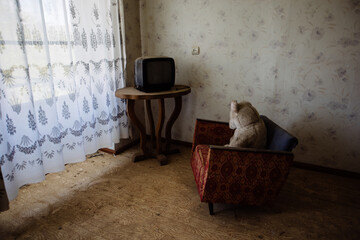 Old Teddy bear sitting on chair and watching TV