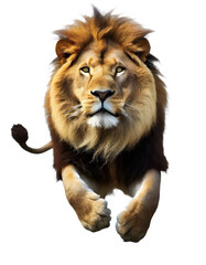Lion panthera leo isolated on white transparent background with clipping path, for printing and web page design, sticker, png transparent. - obrazy, fototapety, plakaty