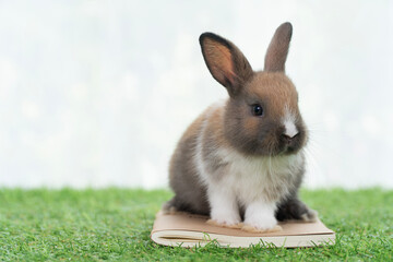 Adorable baby rabbit bunny standing on the book on green grass with light watching something over white background. Little furry bunny white brown rabbit with book on lawn. Easter animal bunny concept - Powered by Adobe