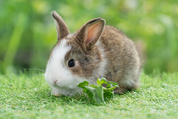 Adorable baby rabbit bunny eating vegetable sitting on green grass spring time over bokeh nature background. Cuddly furry white brown rabbit eat fresh vegetable at outdoor. Easter animal concept.