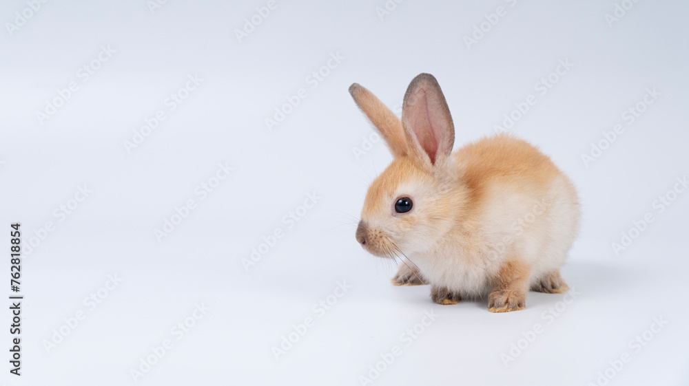 Wall mural Adorable newborn baby rabbit bunnies brown looking at something sitting over isolated white background. Puppy lovely furry brown bunny ears rabbit playful with copy space. Easter bunny animal concept. - Wall murals
