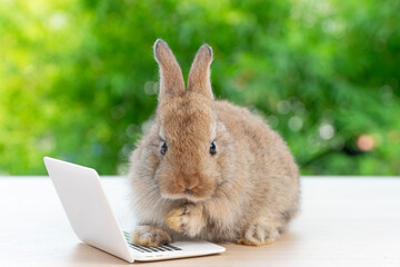 Newborn tiny rabbit furry bunny small laptop online sitting on bokeh green background. Lovely baby...