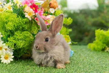 Lovely rabbit ears bunny sitting playful on green grass with flowers over spring time nature...