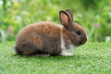 Lovely furry baby rabbit bunny sitting on green grass over bokeh nature background. Infant mammal rabbit white brown bunny playful on green fresh meadow springtime.Easter animal new born bunny concept