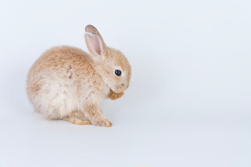 Cuddly rabbit fluffy bunny cleaning body paw sitting over isolated white background. Adorable little bunny brown tail rabbit furry clean body legs with copy space. Symbol festive easter exotic pet.