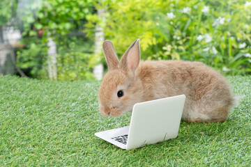 Adorable baby rabbit bunny with small laptop sitting on the green grass. Lovely infant rabbit brown...
