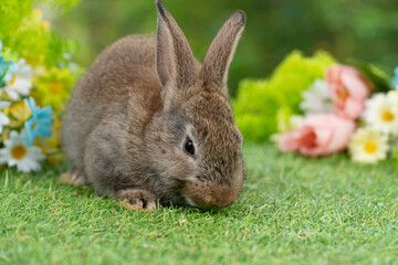 Lovely rabbit ears bunny sitting playful on green grass with flowers over spring time nature background. Little baby rabbit brown bunny curiosity standing playful on meadow summer background. Easter