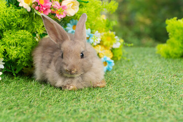 Lovely rabbit ears bunny sitting playful on green grass with flowers over spring time nature background. Little baby rabbit brown bunny curiosity standing playful on meadow summer background. Easter