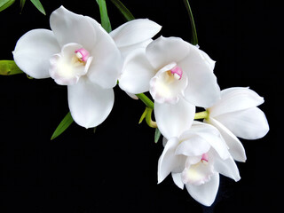 Cymbidium Lovely Angel 'The Two Virgins', an almost pure white orchid flower