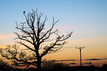 Storch auf kahlem Baum, Weißstorch (Ciconia ciconia) auf Eiche (Quercus)