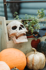 Autumn pumpkins,skeleton, skull,  halloween mood, interior