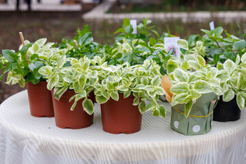 Fototapeta na wymiar A table with several potted plants, including a few with green leaves