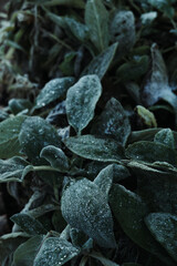 Frosty green leaves