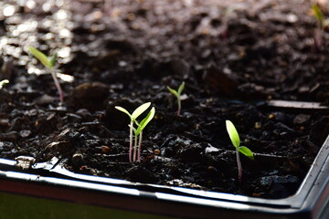 Plant Sprouts