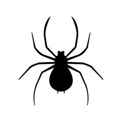 Spiders
