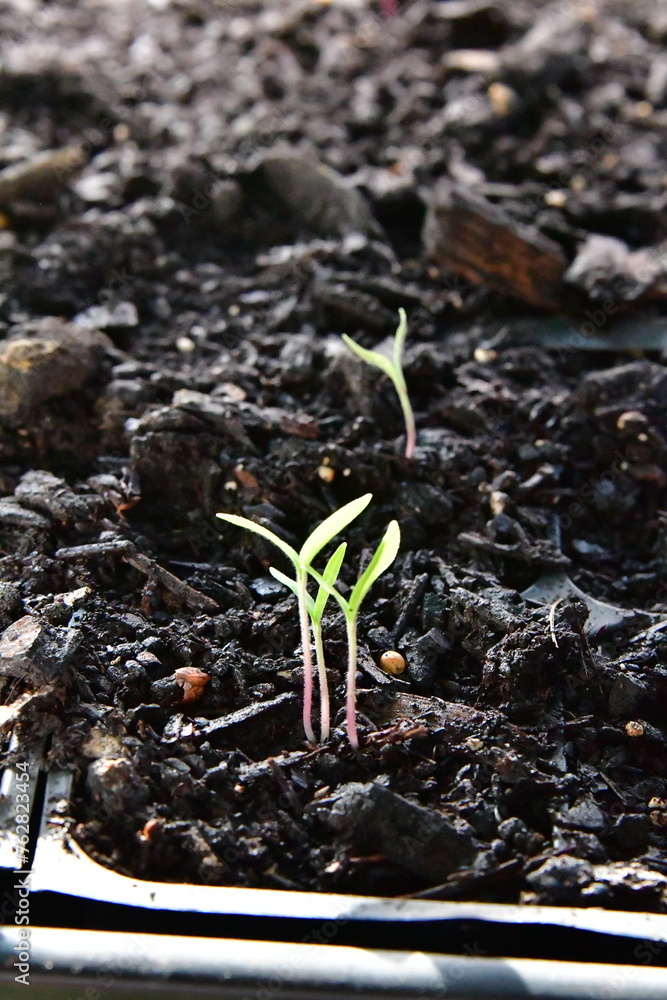 Canvas Prints garden plant sprouts