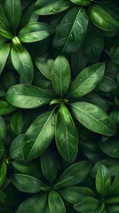 Obraz premium Tropical leaves background, top view of green leaves