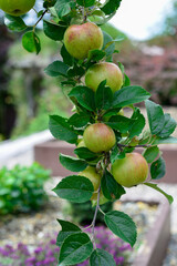 A close-up of fresh, ripe, and raw red and green shiny apples hanging in a tree. The crabapple or gala apple is attached to a branch with lots of green fall leaves. The leaves are lush green.