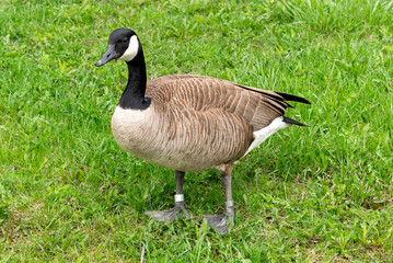 Naklejka na ściany i meble An adult wild Canada Goose bird stands on a green grassy lawn. The large bird has brown, black, and white feathers with a long black neck with a white patch. The bird is looking upward.