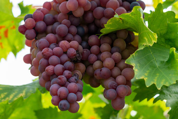 A cluster of ripe vibrant red grapes. The purple color of the organic seedless grapes is growing...