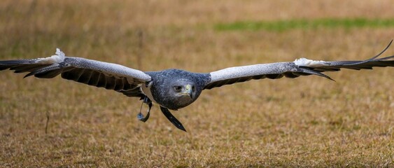 地面スレスレを飛ぶ灰色の鷹(ワシノスリ)の飛翔シーン
