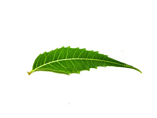 Obraz premium Azadirachta indica A branch of neem tree leaves isolated on white background. Natural Medicine.