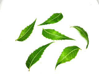 Azadirachta indica A branch of neem tree leaves isolated on white background. Natural Medicine.