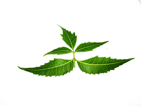 Azadirachta indica A branch of neem tree leaves isolated on white background. Natural Medicine.