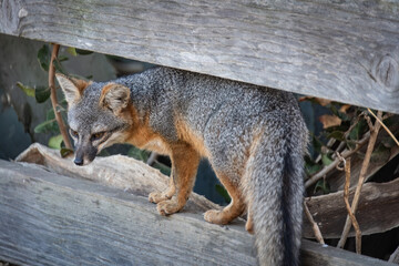 Island Fox on Fence