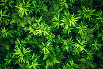 Lush Green Tropical Plant Leaves from an Aerial View Creating a Natural Background Texture