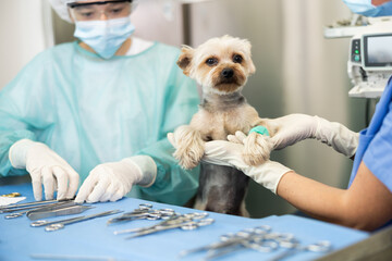 In veterinary clinic, woman doctor and guy assistant intern inspect Yorkshire terrier paw injury....