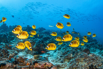 Fototapeta na wymiar butterflyfish on the reef, French Polynesia