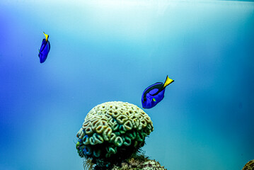 tropical coral reef and blue fish