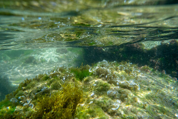 Algae rock underwater green reflection. High quality photo