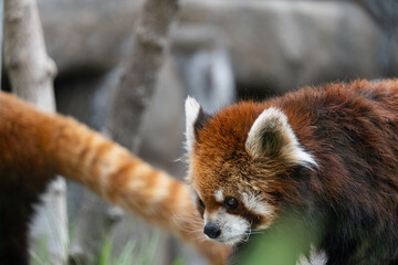 レッサーパンダ