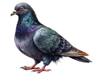 Naklejka premium pigeon bird