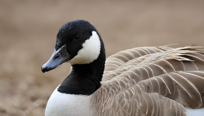 A Goose With Its Feathers Fluffed Up In The Wind Upscaled 4