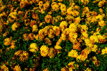 yellow flowers