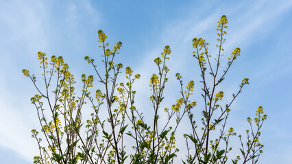 Plantas de jaramago amarillo en primavera, sisymbrium officinale, con el cielo azul de fondo	