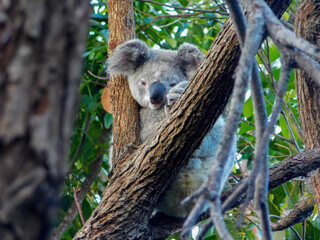 Koala, Australia, Stradbroke island, tree, 
