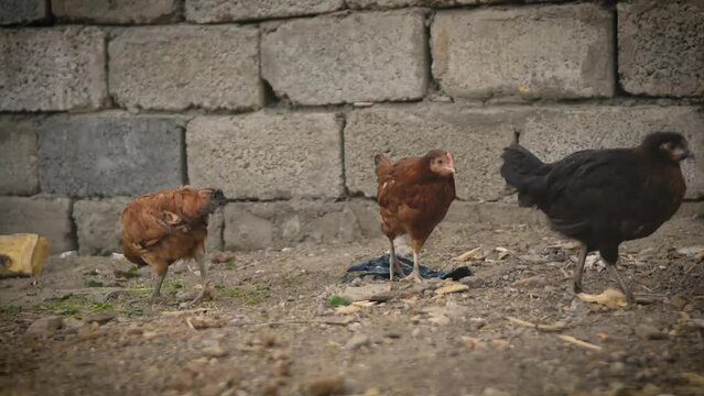 group of chickens in the farm, desi chickens