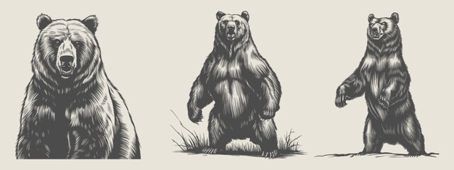 Bear vintage woodcut-style vector illustration bundle. Generative AI - obrazy, fototapety, plakaty