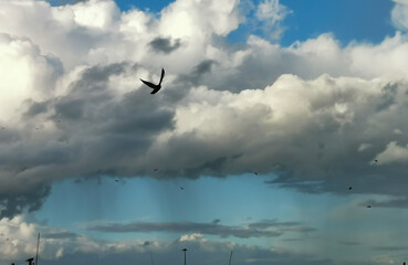 Gabbiani in volo tra le nuvole sopra il mare